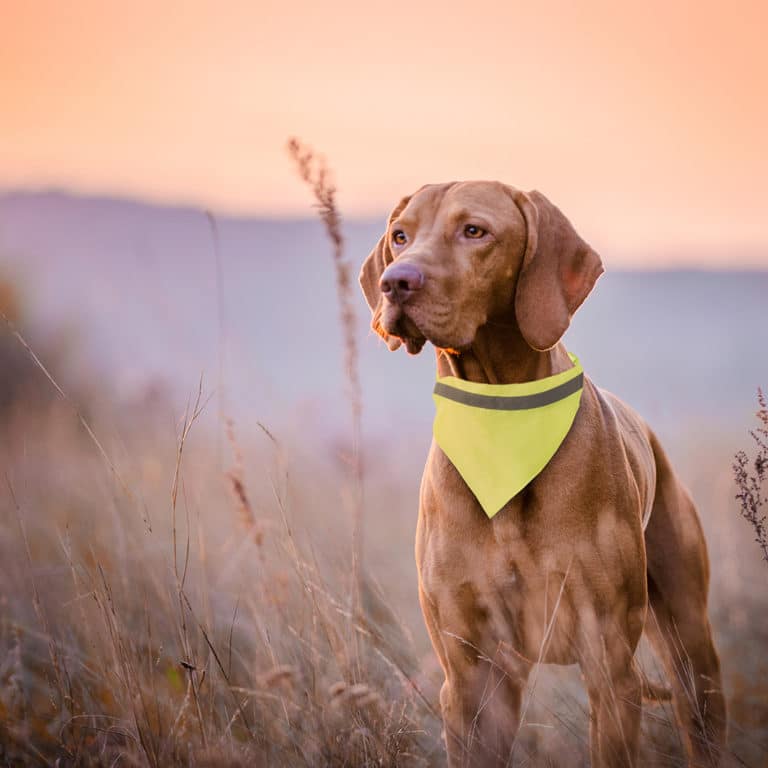 Reflektierendes Hunde Halstuch Saarland